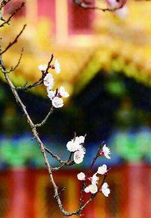 故宫晒出赏花图 三月玉兰杏花雨中邂逅“四爷”
