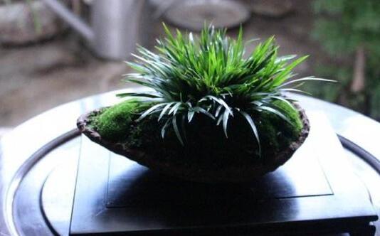 小众文玩草菖蒲悄然走红 价格冰火两重天